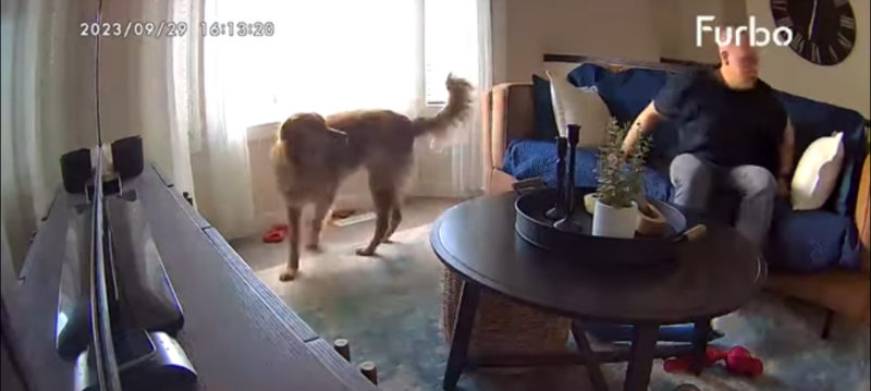 El momento divertido en que un perro ladrador despierta a un hombre dormido y le asusta el alma fuera del cuerpo.