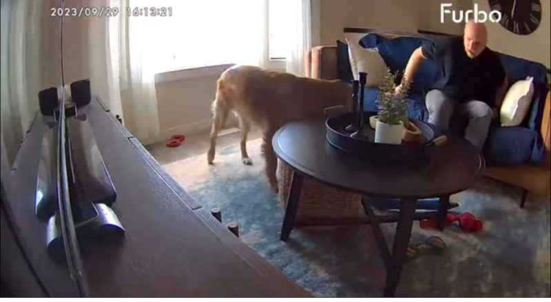 El momento divertido en que un perro ladrador despierta a un hombre dormido y le asusta el alma fuera del cuerpo.