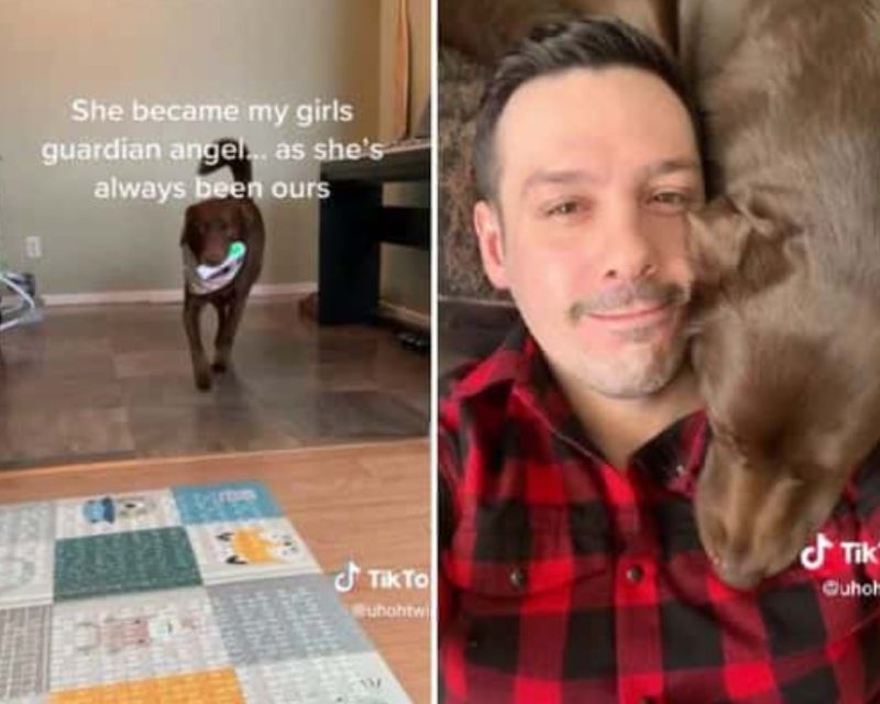 MIRA: La asistencia del perro con gemelos recién nacidos lo convierte en una sensación en Internet: 'Es el ángel guardián de mis niñas'.