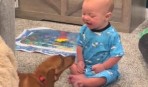 "¡Este dulce bebé se ríe de manera histérica al conocer a un perro! ¡Vamos a verlo!"