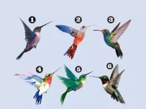 Descubre tu actitud ante la vida: elige un colibrí para aprender a afrontar las dificultades.