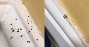 Si has notado estos misteriosos puntos negros en tu cocina, es mejor que sepas lo que significan.
