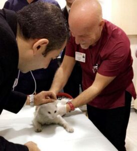 ¡Este lindo gatito quedó atrapado en una puerta… ¡Pero mira lo que hizo este hombre bondadoso!