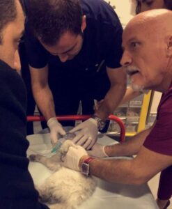 ¡Este lindo gatito quedó atrapado en una puerta… ¡Pero mira lo que hizo este hombre bondadoso!