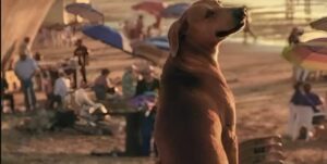 Este perro va todos los días a la misma playa y siempre lo hace... ¿Qué tiene de interesante que haya descubierto allí?