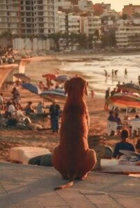 Este perro va todos los días a la misma playa y siempre lo hace... ¿Qué tiene de interesante que haya descubierto allí?
