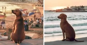 Este perro va todos los días a la misma playa y siempre lo hace... ¿Qué tiene de interesante que haya descubierto allí?