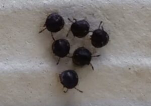Si tienes estas misteriosas "arándanos" en tu jardín, ¡no los toques! ¡No son lo que parecen! ¡Vamos a ver juntos este interesante video!