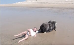 El sabio perro pensó que la niña estaba en peligro y realizó un acto heroico para salvarla. ¡Hay que verlo!