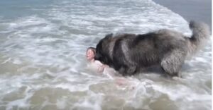 El sabio perro pensó que la niña estaba en peligro y realizó un acto heroico para salvarla. ¡Hay que verlo!