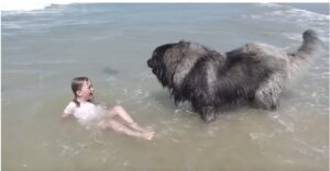 El sabio perro pensó que la niña estaba en peligro y realizó un acto heroico para salvarla. ¡Hay que verlo!