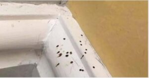 Si has notado estos misteriosos puntos negros en tu cocina, es mejor que sepas lo que significan.