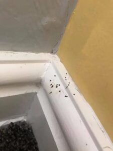 Si has notado estos misteriosos puntos negros en tu cocina, es mejor que sepas lo que significan.