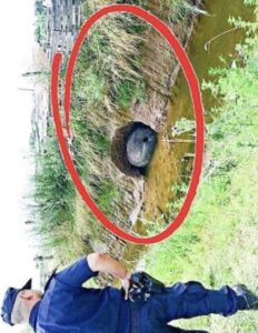 «Descubrimiento de un antiguo misterio: El asombroso hallazgo del agricultor». ¡Veamos de qué se trata!