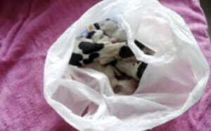 "Los motociclistas encontraron a un PERRO con una BOLSA DE PLÁSTICO en la boca. Cuando miraron dentro, quedaron sorprendidos y de inmediato fueron en busca de ayuda. ¡Esto es lo que estaba protegiendo el perro!"