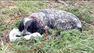 "Los motociclistas encontraron a un PERRO con una BOLSA DE PLÁSTICO en la boca. Cuando miraron dentro, quedaron sorprendidos y de inmediato fueron en busca de ayuda. ¡Esto es lo que estaba protegiendo el perro!"