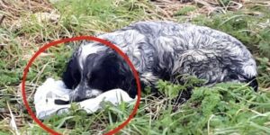 "Los motociclistas encontraron a un PERRO con una BOLSA DE PLÁSTICO en la boca. Cuando miraron dentro, quedaron sorprendidos y de inmediato fueron en busca de ayuda. ¡Esto es lo que estaba protegiendo el perro!"