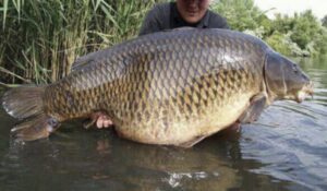 El hombre atrapó una enorme carpa y la llevó a casa. Cuando la desescamó, ¡se asustó mucho! ¿Qué encontró en su interior?