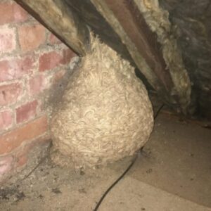 Un hombre piensa que ha encontrado un "nido de avispas" en el desván y se pone pálido al darse cuenta de lo que hay dentro.