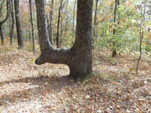 Si de repente ves un árbol inclinado en el bosque, comienza a mirar a tu alrededor de inmediato. ¡Es muy importante!