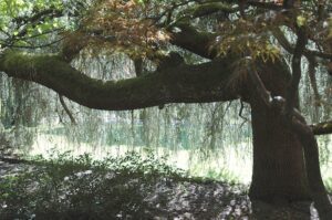 Si de repente ves un árbol inclinado en el bosque, comienza a mirar a tu alrededor de inmediato. ¡Es muy importante!