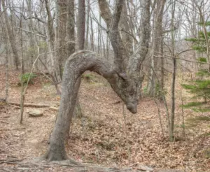 Si de repente ves un árbol inclinado en el bosque, comienza a mirar a tu alrededor de inmediato. ¡Es muy importante!