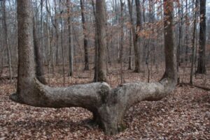 Si de repente ves un árbol inclinado en el bosque, comienza a mirar a tu alrededor de inmediato. ¡Es muy importante!