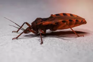 ¡Esto es muy peligroso! Si has notado este insecto en tu casa, ¡debes comunicarte de inmediato con un especialista! ¡Mira por qué!