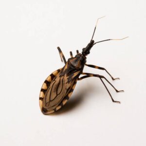¡Esto es muy peligroso! Si has notado este insecto en tu casa, ¡debes comunicarte de inmediato con un especialista! ¡Mira por qué!