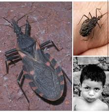 ¡Esto es muy peligroso! Si has notado este insecto en tu casa, ¡debes comunicarte de inmediato con un especialista! ¡Mira por qué!