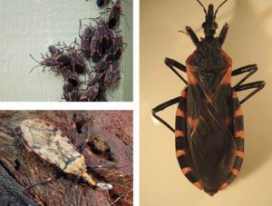 ¡Esto es muy peligroso! Si has notado este insecto en tu casa, ¡debes comunicarte de inmediato con un especialista! ¡Mira por qué!