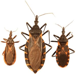 ¡Esto es muy peligroso! Si has notado este insecto en tu casa, ¡debes comunicarte de inmediato con un especialista! ¡Mira por qué!
