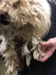 ¡La estación de rescate estaba en shock al ver lo que encontraron! ¡La pobre perrita estaba cubierta por tres libras de denso pelaje enredado! ¡Miren cómo ha cambiado esta perra, veamos!