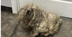 ¡La estación de rescate estaba en shock al ver lo que encontraron! ¡La pobre perrita estaba cubierta por tres libras de denso pelaje enredado! ¡Miren cómo ha cambiado esta perra, veamos!