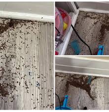 ¿Alguien sabe qué puede ser esto? Encontré dos montones de ellos solo en la habitación de mi hija. ¡Es muy peligroso! ¡Vamos a averiguar por qué!