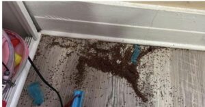 ¿Alguien sabe qué puede ser esto? Encontré dos montones de ellos solo en la habitación de mi hija. ¡Es muy peligroso! ¡Vamos a averiguar por qué!