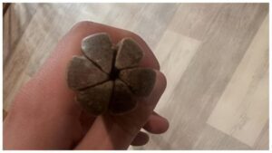 "Encontré esto en casa de mi abuelo... Por favor, ayúdame a descubrir qué es..."