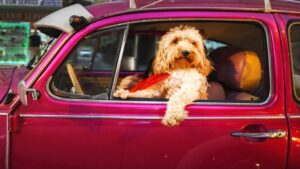 ¡Esta historia es muy conmovedora! El hombre dejó el coche sin siquiera imaginar qué sorpresa le esperaba allí. ¡Su reacción es invaluable!