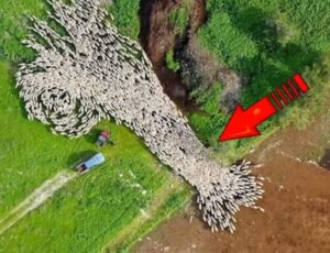 Un dron grabó lo que nadie debía ver. ¡Imágenes no aptas para personas sensibles!