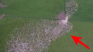 Un dron grabó lo que nadie debía ver. ¡Imágenes no aptas para personas sensibles!