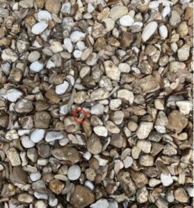 "En esta foto hay un anillo, ¡pero es casi irreal de notar! Solo los más atentos podrán encontrarlo."