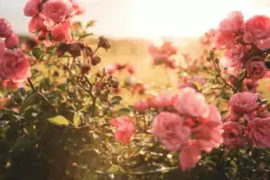 La abuela planta un rosal cada cumpleaños, pero tres años después de su muerte, la nieta encuentra tres nuevos arbustos - historia del día