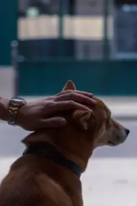 La historia del día es que un perro va a una tienda cerrada todos los días y luego se va. Una tarde, un niño pobre lo nota y lo sigue.