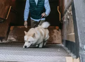 La historia del día es que un perro va a una tienda cerrada todos los días y luego se va. Una tarde, un niño pobre lo nota y lo sigue.