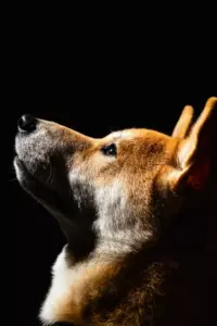 La historia del día es que un perro va a una tienda cerrada todos los días y luego se va. Una tarde, un niño pobre lo nota y lo sigue.