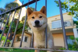 La historia del día es que un perro va a una tienda cerrada todos los días y luego se va. Una tarde, un niño pobre lo nota y lo sigue.