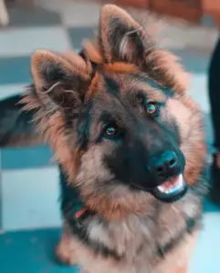 La historia del día es que un perro va a una tienda cerrada todos los días y luego se va. Una tarde, un niño pobre lo nota y lo sigue.