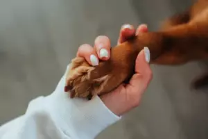 La historia del día es que un perro va a una tienda cerrada todos los días y luego se va. Una tarde, un niño pobre lo nota y lo sigue.