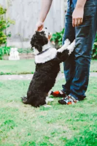La historia del día trata sobre un hombre que escucha a su perro ladrar a lo lejos y descubre que está sentado junto a un bebé abandonado.