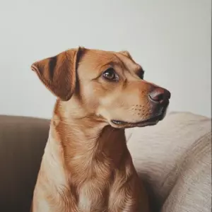 Un perro llevó a su dueño al patio trasero de una casa abandonada y lo convirtió en millonario